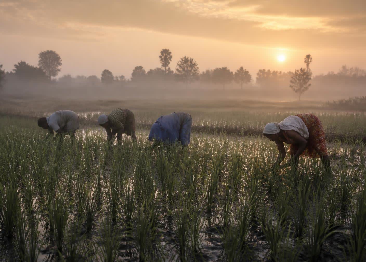Agricultural labourers working in a paddy field at dawn